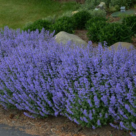 How To Grow Catmint Hgtv