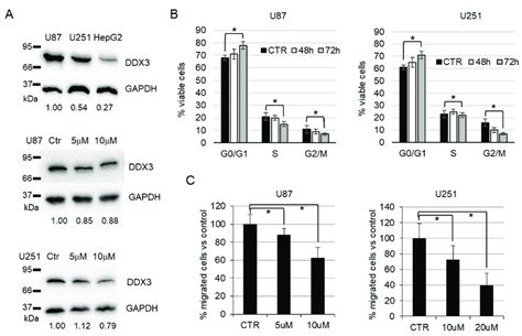 In Vitro Biological Activity Of Ba103 In Gbm U87 And U251 Cells A