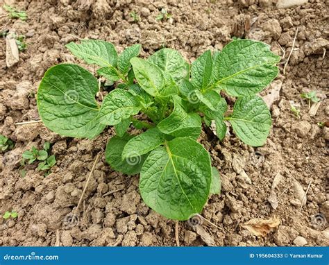 Fotografia Da Cultura De Batata No Terreno Imagem De Stock Imagem De