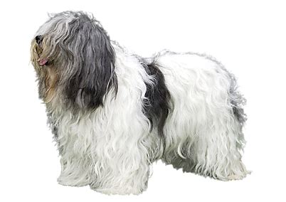 Polish Lowland Sheepdog Dog Breed Info, Size, Price, Height | Petlur