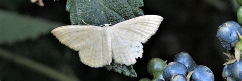 Idaea Consanguinaria Geometridae Butterflies Of Crete