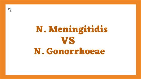 Neisseria Meningitidis Vs Neisseria Gonorrhoeae Youtube