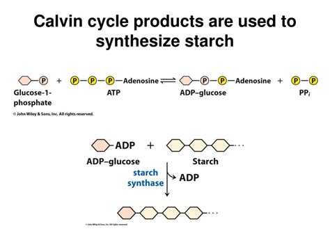 Ppt Lecture Notes For Chapter 16 Photosynthesis Powerpoint