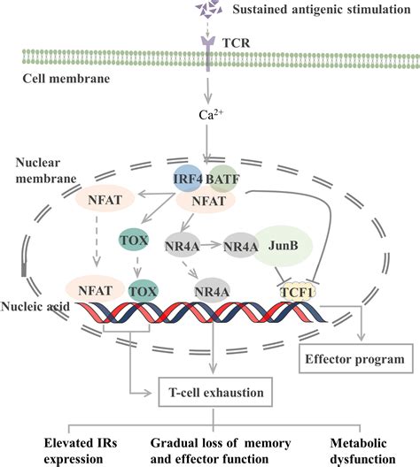 Frontiers T Cell Exhaustion And Stemness In Antitumor Immunity