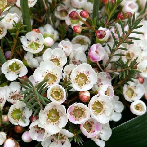 Waxflower Chamelaucium Moonlight Delight