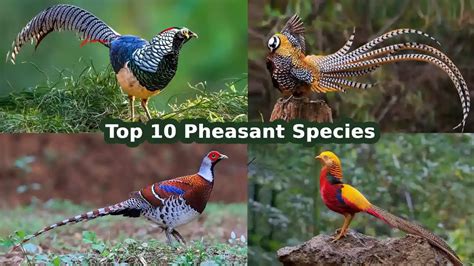 Top 10 Pheasant Species Facts, Size, Origin