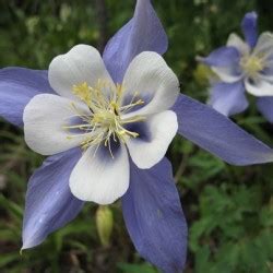 Aquilegia Caerulea Kirigami Deep Blue White