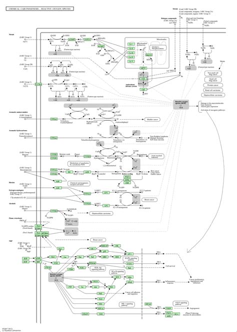 Kegg Pathway Chemical Carcinogenesis Reactive Oxygen Species Homo