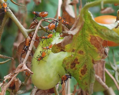 Plaga En Tomates Qu Son Estos Insectos