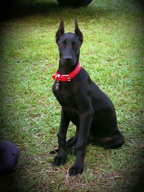 17 Best images about DoberDane, NYX (Goddess of Night) my son's dog on ...