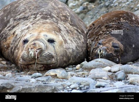 Elephant seal in Antarctica Stock Photo - Alamy