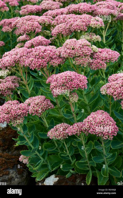 Stonecrop Sedum Spectabile Crassulaceae Pink And White Flower