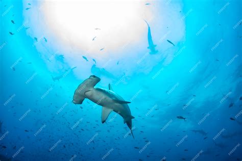 Premium Photo Hammerhead Shark Sphyrnidae Swimming In Tropical