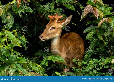 Male Eld`s Deer with New Antlers Suddenly Showing Up in the Middle of ...