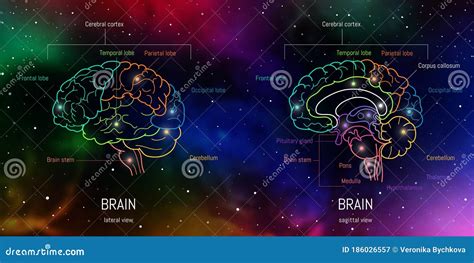 Neuroci Ncia Infogr Fica Sobre Fundo Espacial Ilustra O De Lobos E