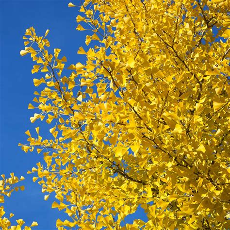 Autumn Gold Ginkgo Trees for Sale – FastGrowingTrees.com