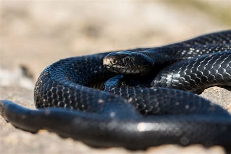 O Que É Sonhar Com Cobra Preta - Sonhar Com Cobra Significado Espiritual: 9 Mensagens
