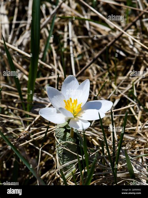 Bloodroot Sanguinaria Canadensis Hi Res Stock Photography And Images