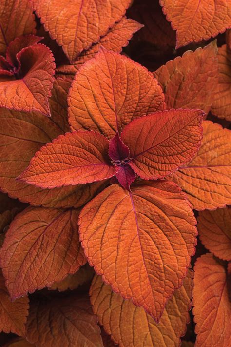 Coleus The Ultimate Care Growing Guide For Vibrant Foliage Proven