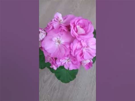 Пеларгония Ю-Дикая роза. - YouTube