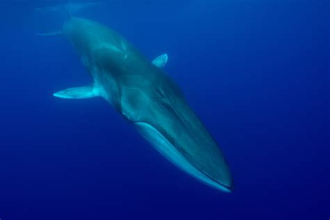 Iceland's troubling decision to resume commercial whaling: A setback ...