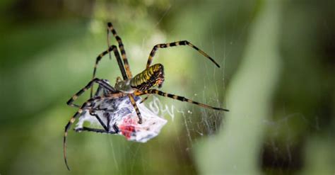 What Eats The Spotted Lanternfly: Do They Have Predators? - A-Z Animals