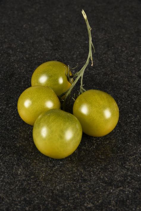 Green Grape – Die GenussJäger