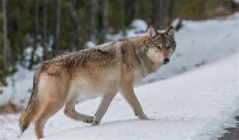 Il Ritorno Del Lupo In Brianza Sbranato Un Gregge Di Pecore Nel Parco