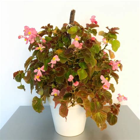 Бегония – купить в Москве, цена 450 руб., продано 25 октября 2019 ...