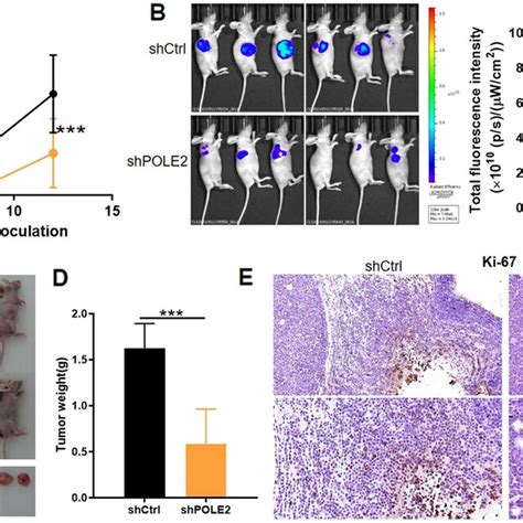 POLE2 Knockdown Impaired Tumorigenesis In Vivo A Tumor Size Was