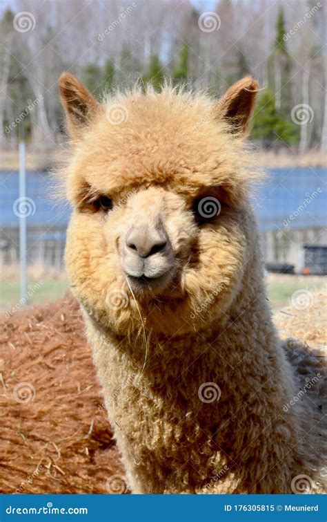 Alpaca Is A Domesticated Species Of South American Camelid Stock Image