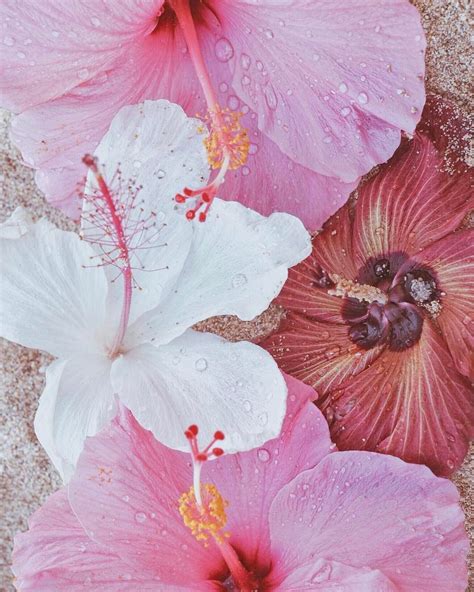 Hibiscus Flowers With Water Droplets