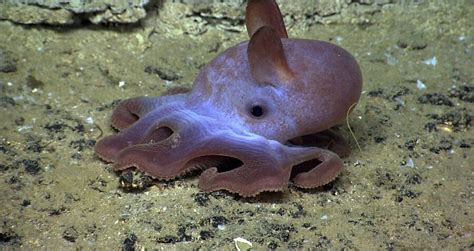 Meet The Dumbo Octopus, The Deep-Sea Creature With Elephant 'Ears'