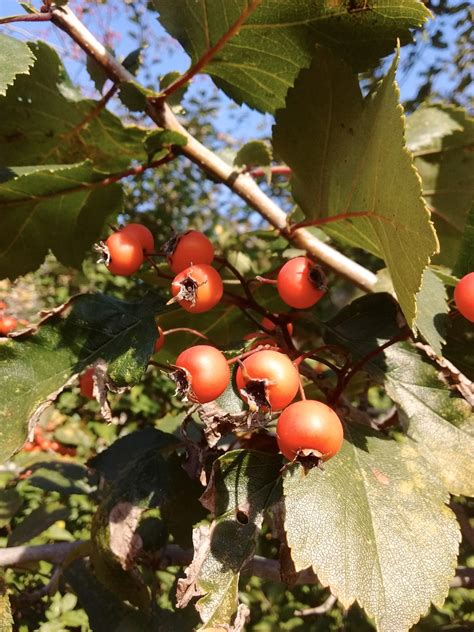 Plant Spotlight: Hawthorn – Philadelphia Orchard Project