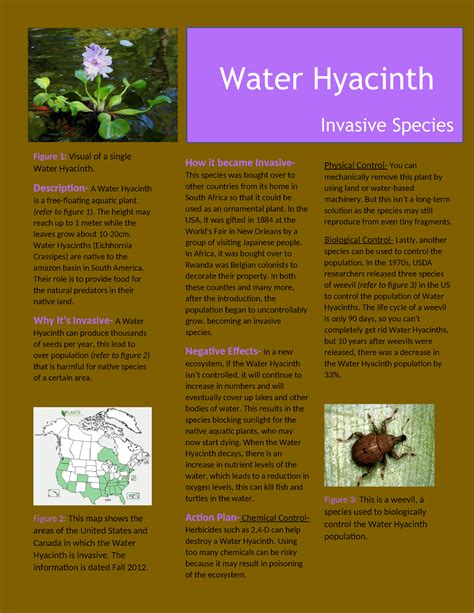 Water Hyacinth Final Water Hyacinth Invasive Species Figure Visual