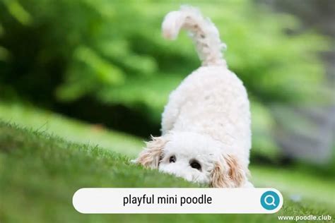 Ultimate Miniature Poodle Guide (with Photos) - Poodle Club