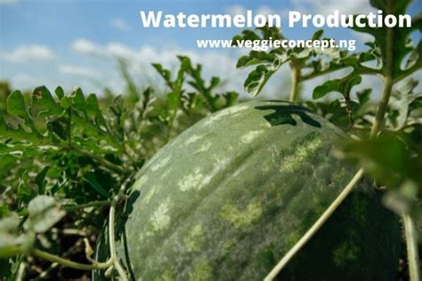 Watermelon Farming In Nigeria The Ultimate Profitable Guide On