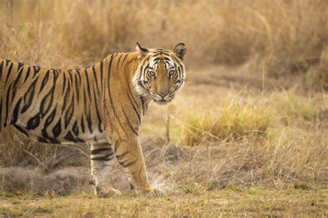 Tigre De Bengala Indio Salvaje O Perfil Lateral De Retrato De Arte Fino