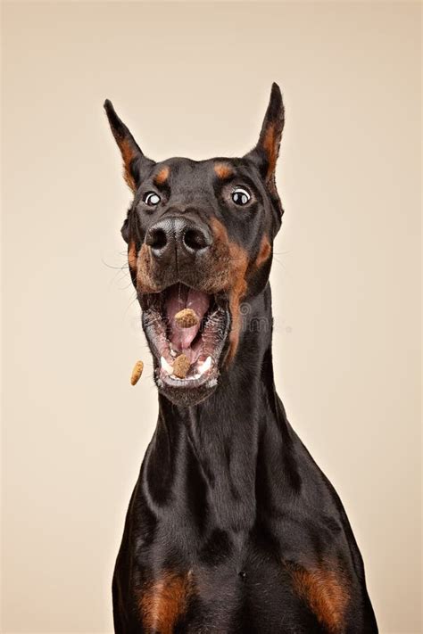 Doberman Catching A Treat Stock Image Image Of Regal 223540337