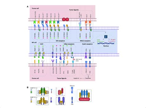 Representation Of Nk Cell Receptor Ligand Interactions And Signaling