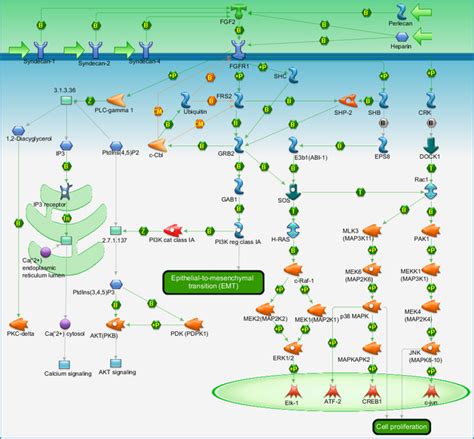 Development - FGFR signaling pathway Pathway Map - PrimePCR | Life ...