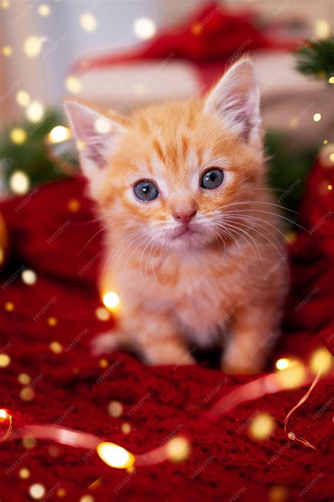 Orange Christmas Kittens