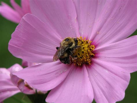 Bee On Cosmos Dwarf Sensation Amy Woodward Flickr