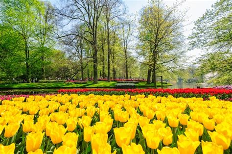 Premium Photo | Tulip fields in Netherlands