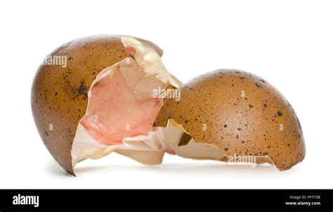 Marans hens egg against white background Stock Photo - Alamy