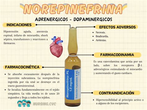 O Que É Norepinefrina - Qu Diferencia Adrenalina De Noradrenalina Epinefrina Norepinefrina