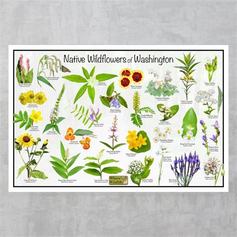 Native Wildflowers of Washington Flower Identification Poster