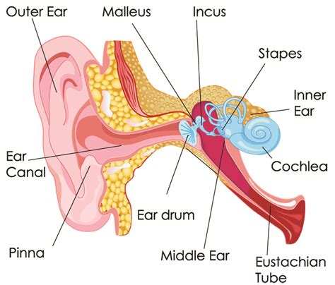 How Noise Induced Hearing Damage And Loss Occurs