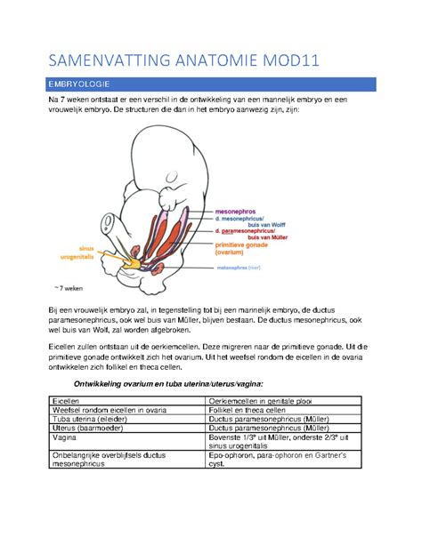 Samenvatting Anatomie Mod Samenvatting Anatomie Mod Embryologie Na