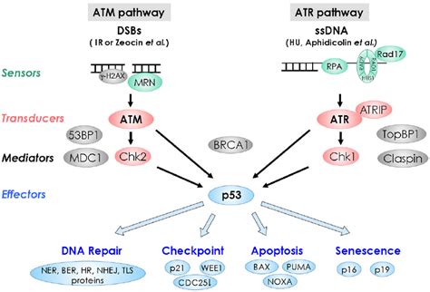 Dna Damage Response Pathways In Animals Double Strand Dna Break Dsb